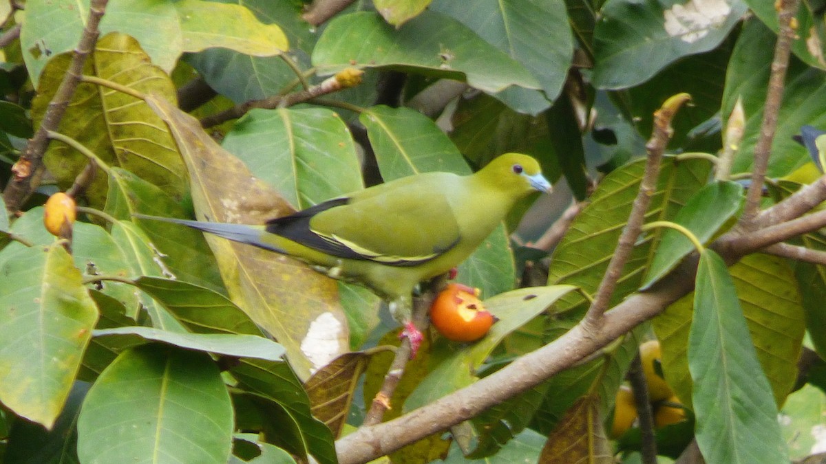 Pin-tailed Green-Pigeon - ML615037867