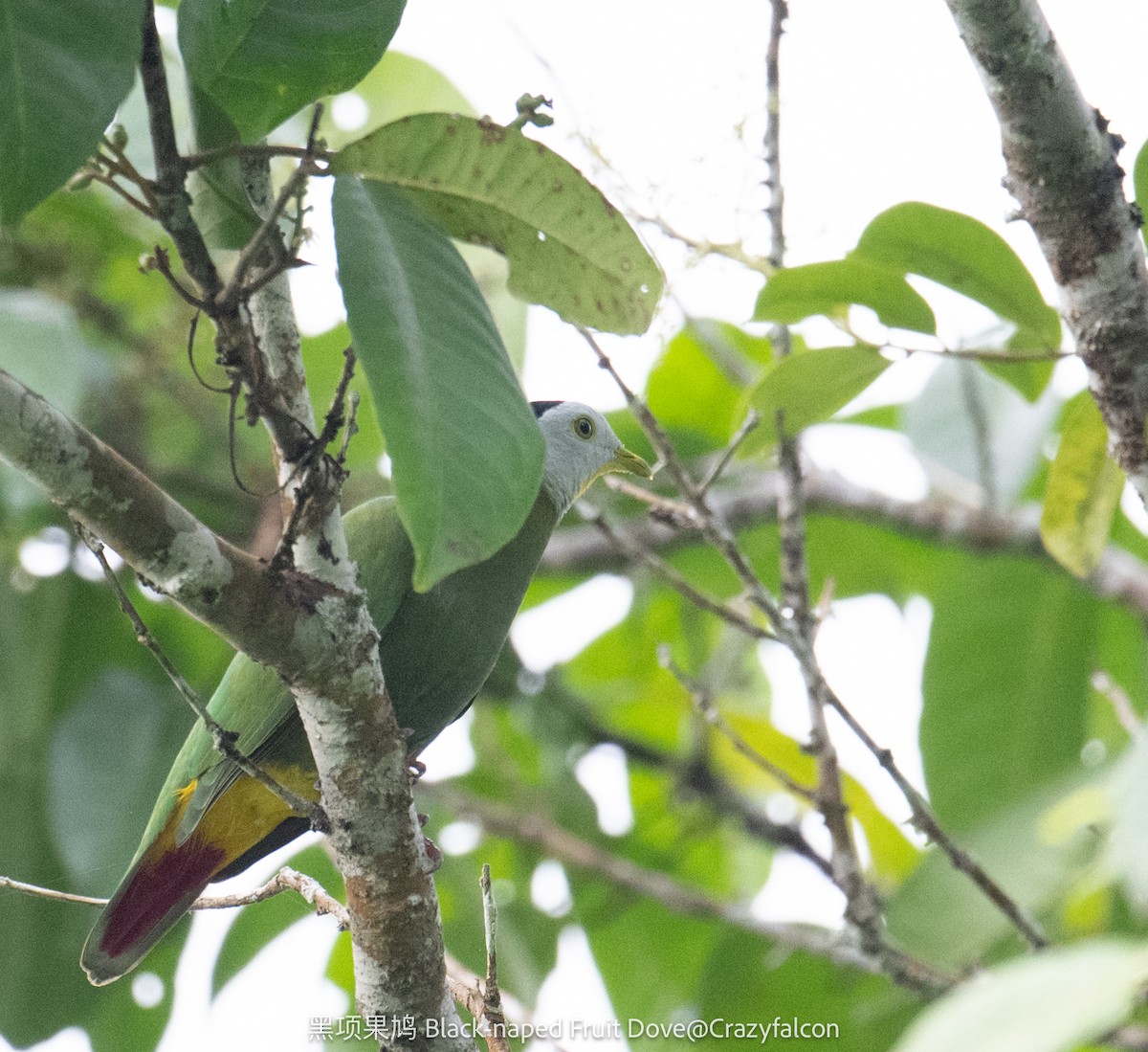 Black-naped Fruit-Dove - ML615037872