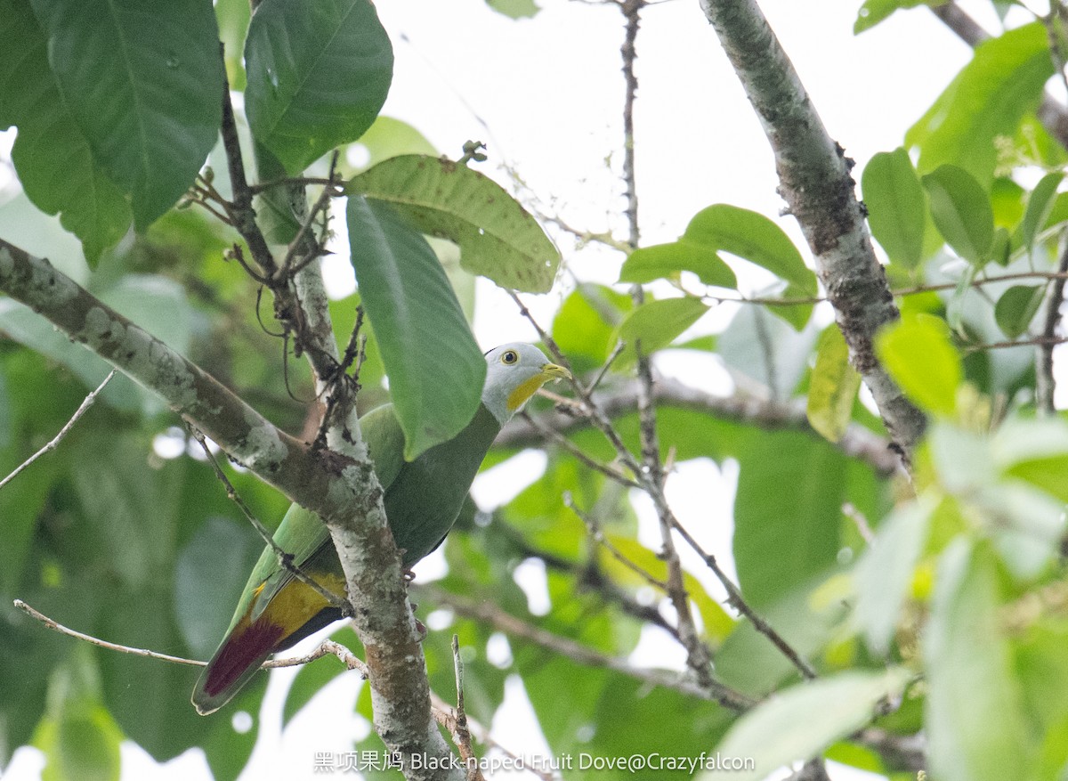 Black-naped Fruit-Dove - ML615037881