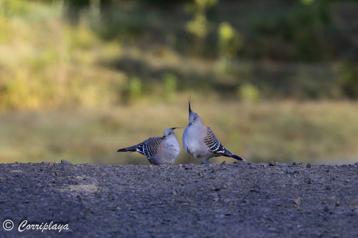 Crested Pigeon - Fernando del Valle