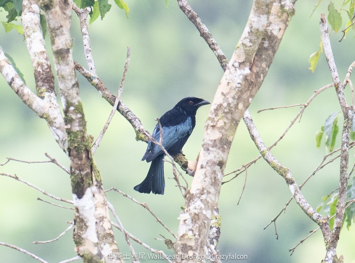 Drongo de Wallacea (bimaensis) - ML615037912