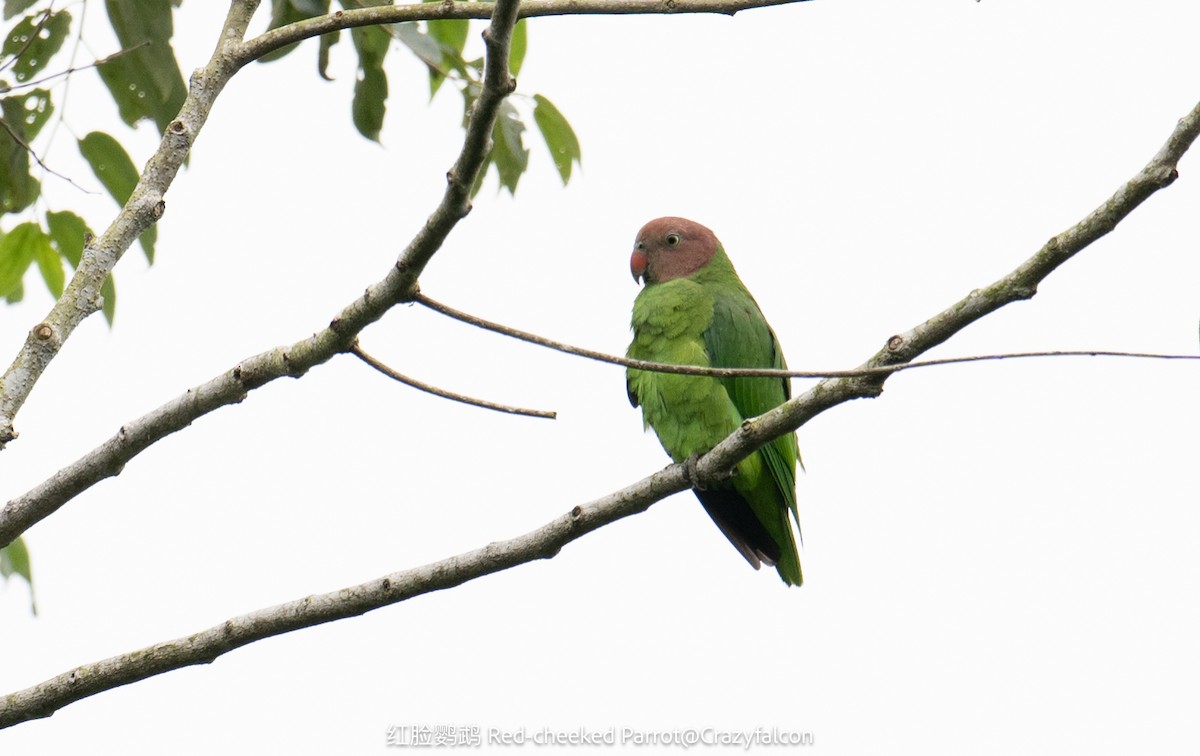 Red-cheeked Parrot - ML615037917