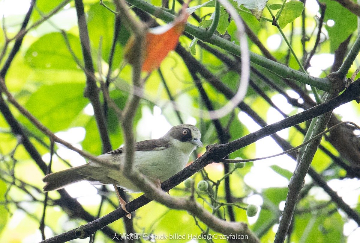 Flores White-eye - ML615037923