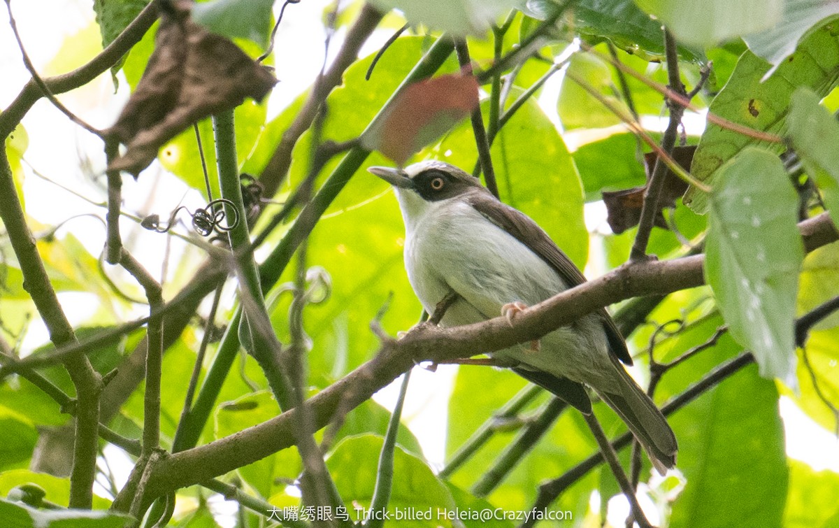 Flores White-eye - Qiang Zeng