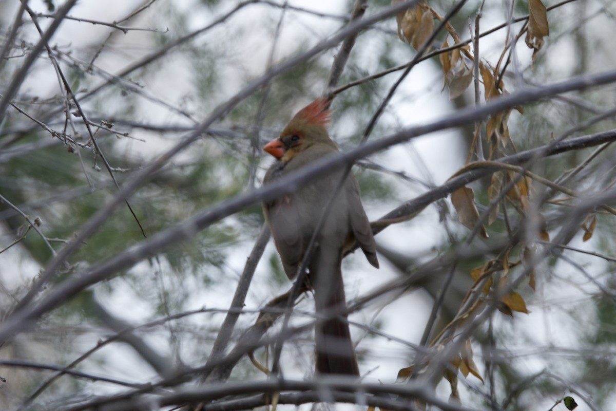 Pyrrhuloxia - ML615037933