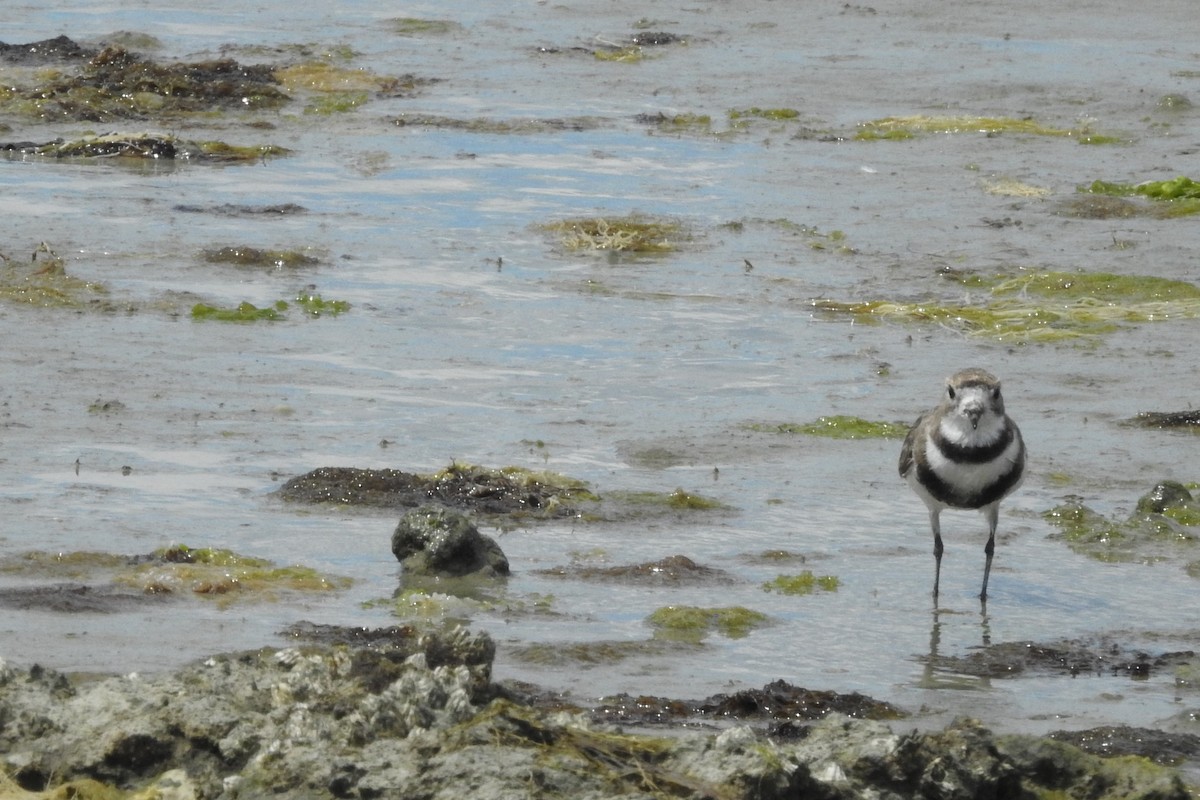 Two-banded Plover - ML615037942