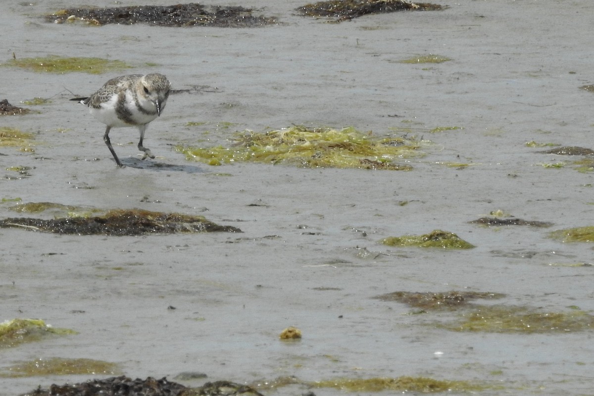 Two-banded Plover - ML615037943