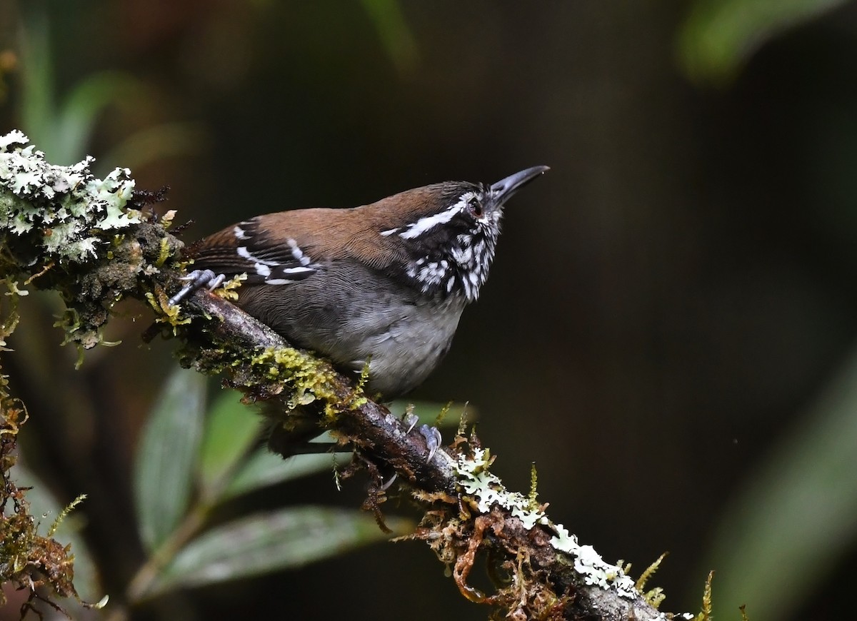 Bar-winged Wood-Wren - ML615037948