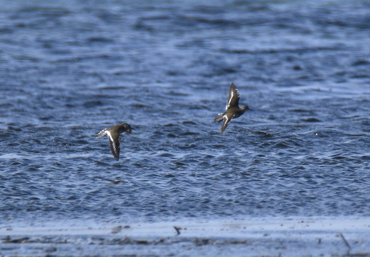 Common Sandpiper - Stuart  Beil