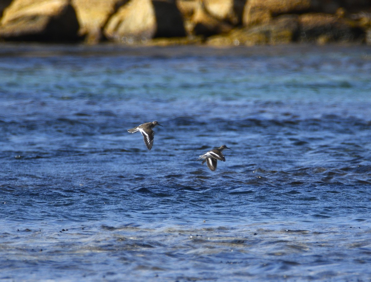 Common Sandpiper - Stuart  Beil