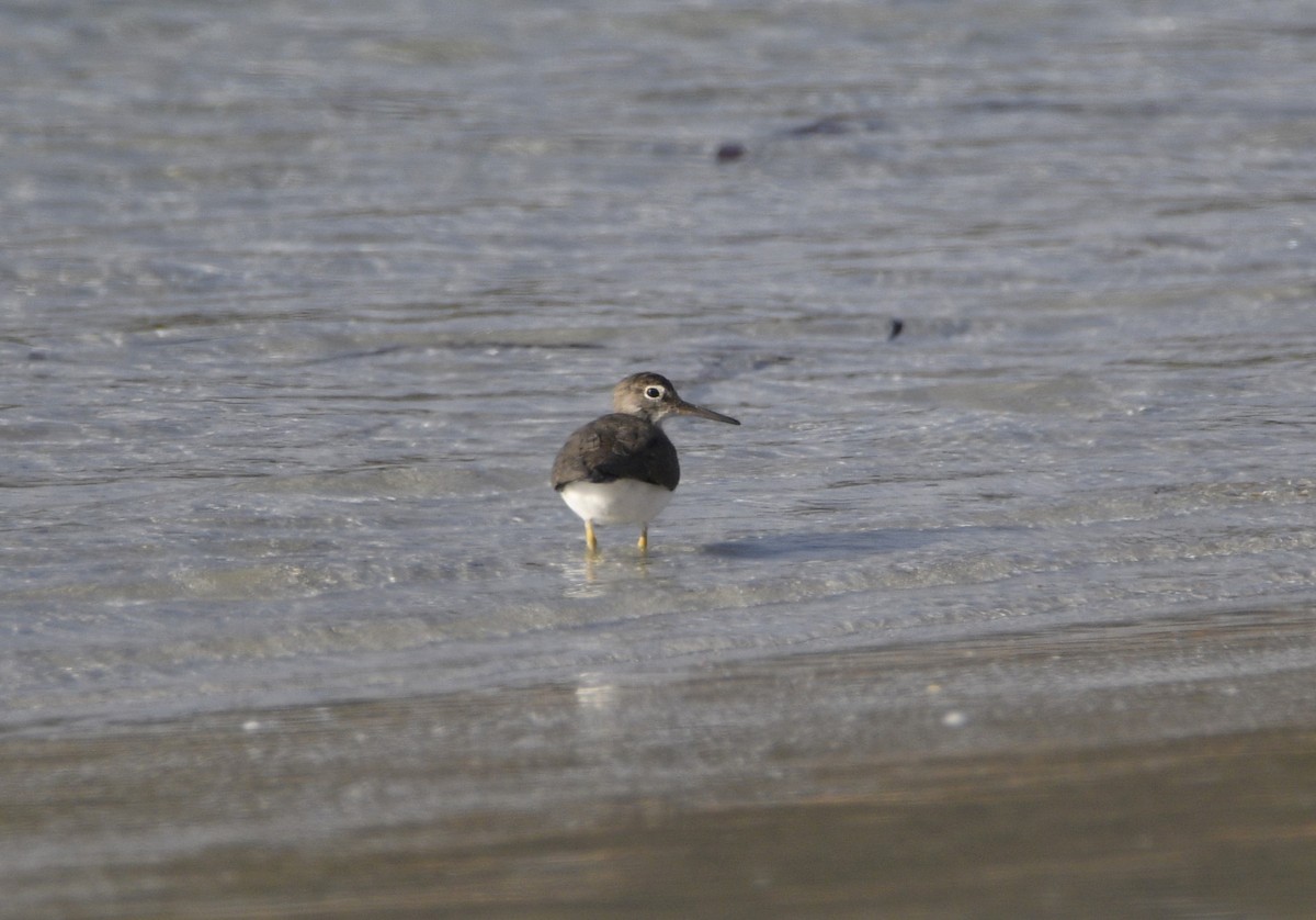 Common Sandpiper - Stuart  Beil