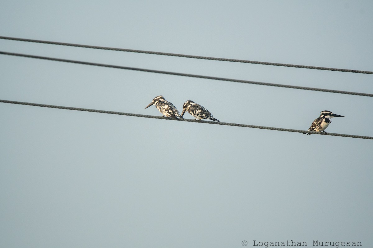 rybařík jižní - ML615038003