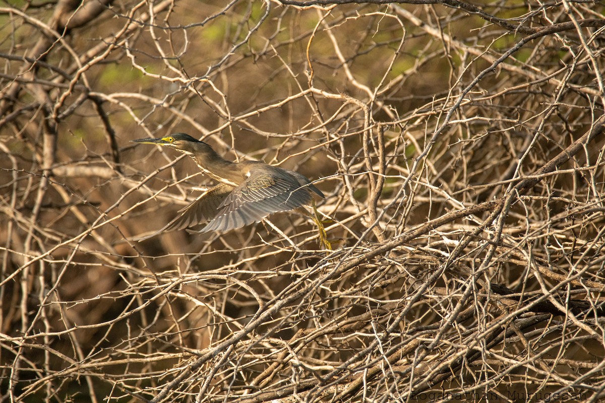 volavka malá - ML615038019