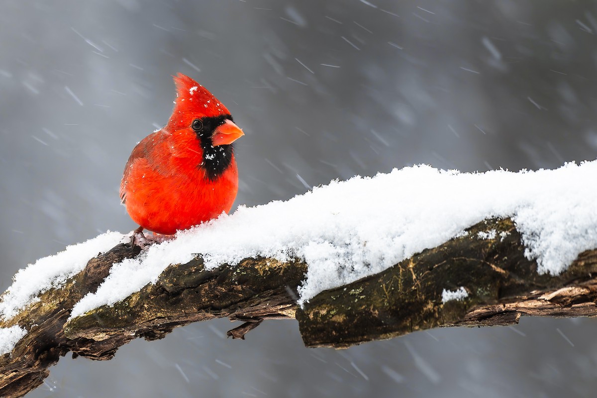 Northern Cardinal - Lory Cantin