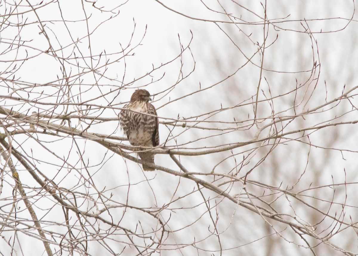 Red-tailed Hawk - ML615038098