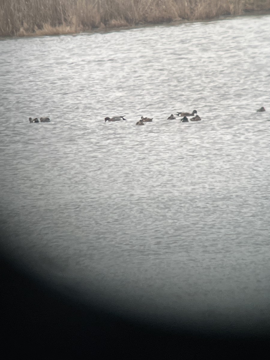 Eurasian Wigeon - Kevin Ebert