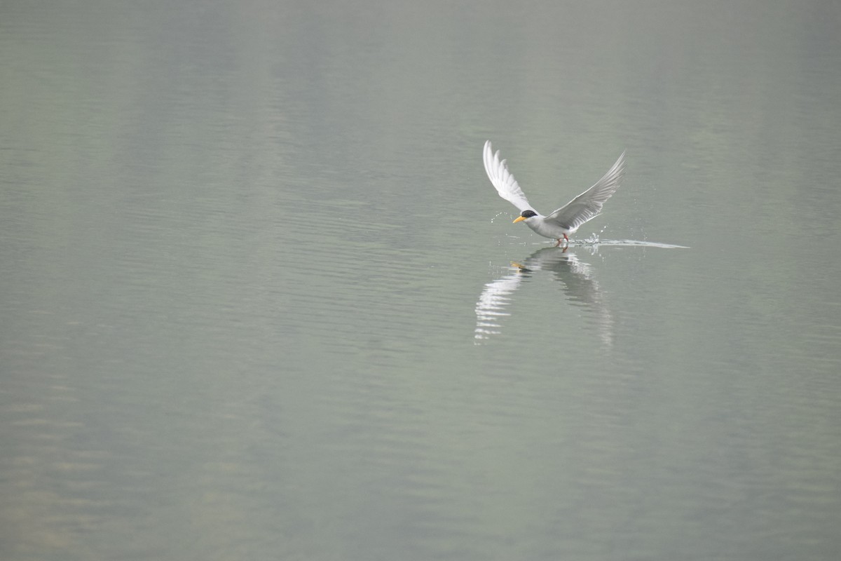 River Tern - ML615038115