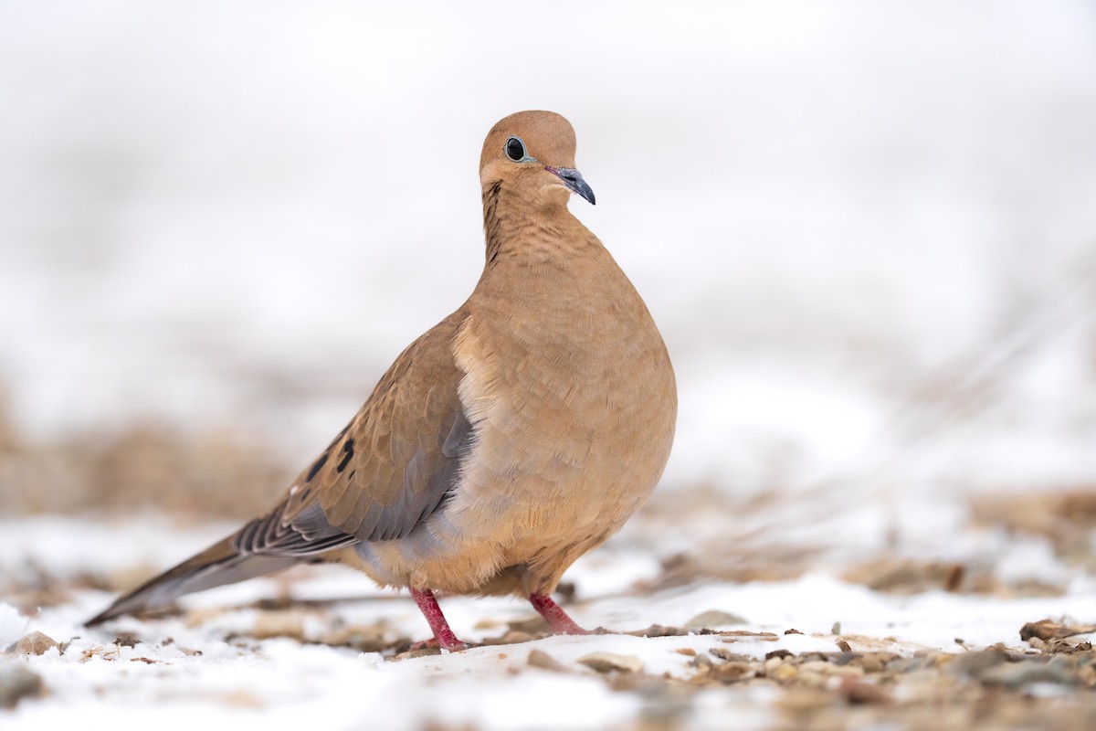 Mourning Dove - Isaac Polanski