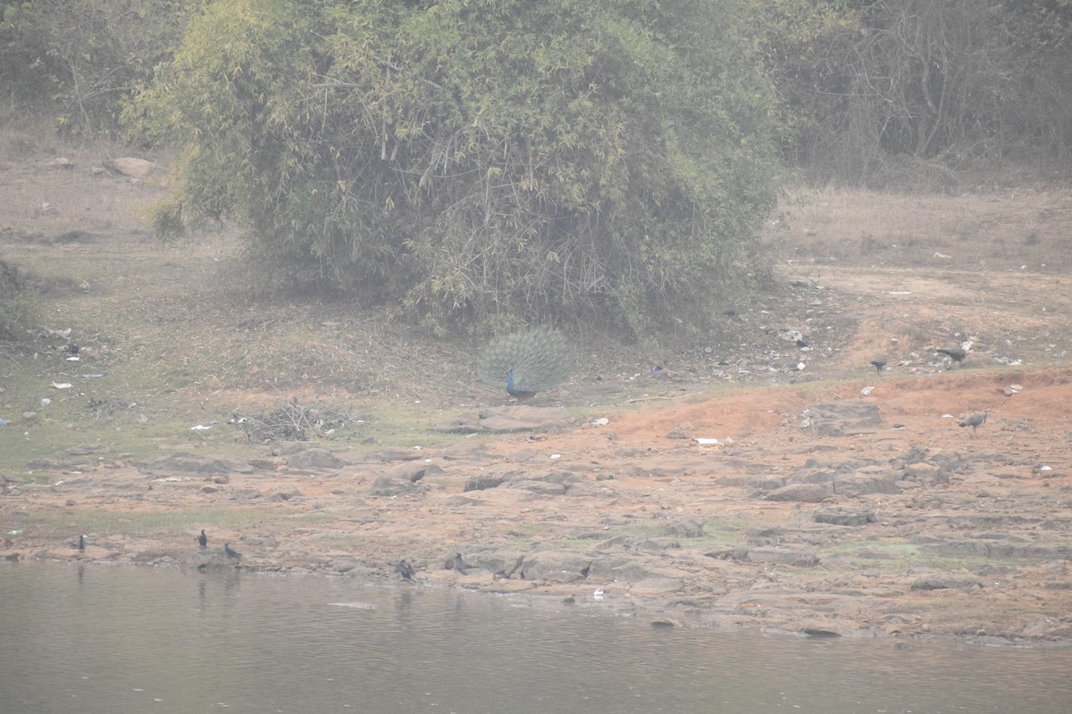 Indian Peafowl - ML615038139