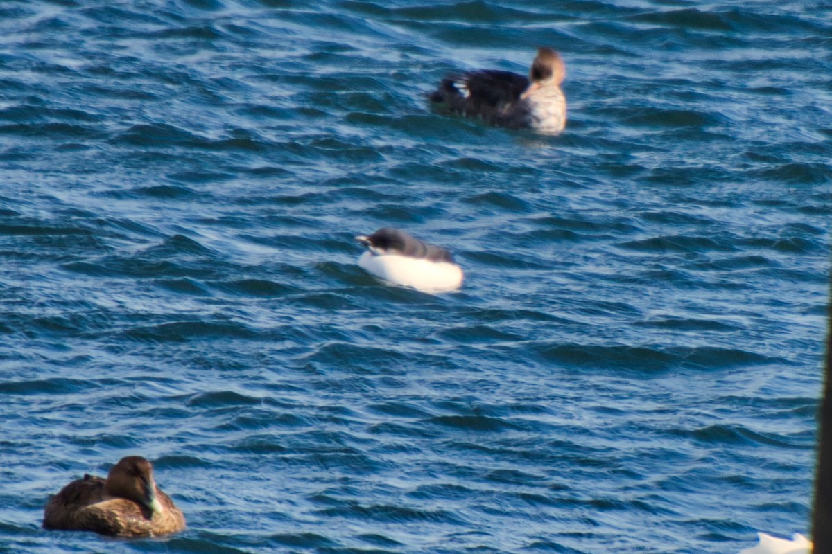 Thick-billed Murre - ML615038143