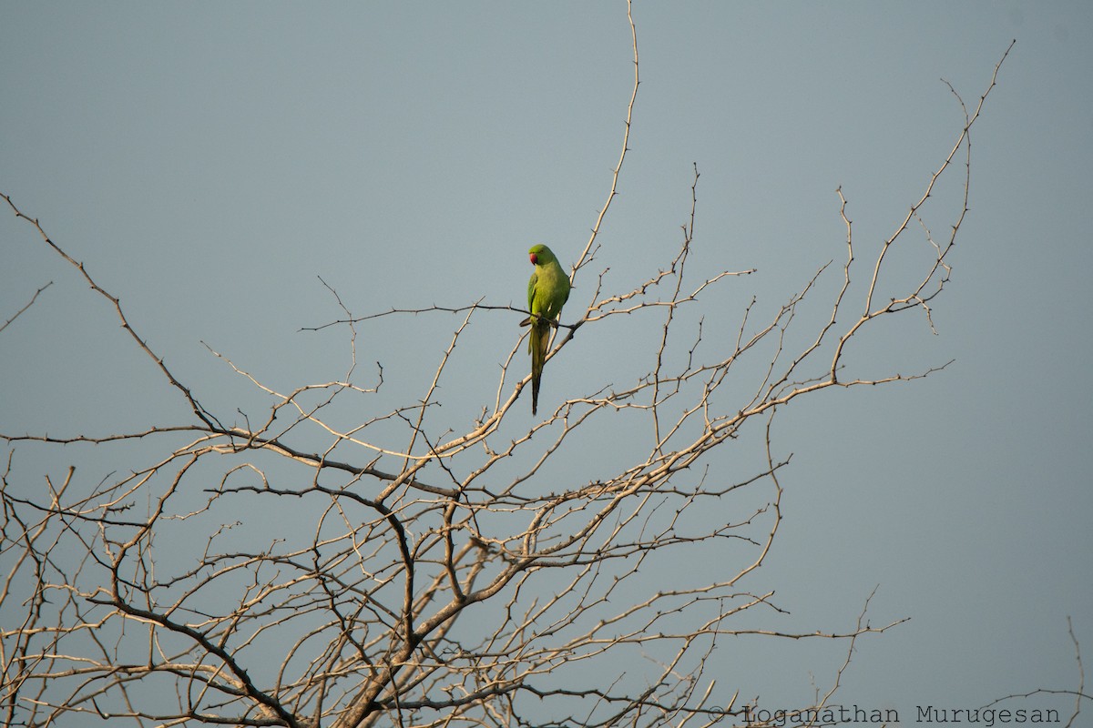 alexandr malý - ML615038203