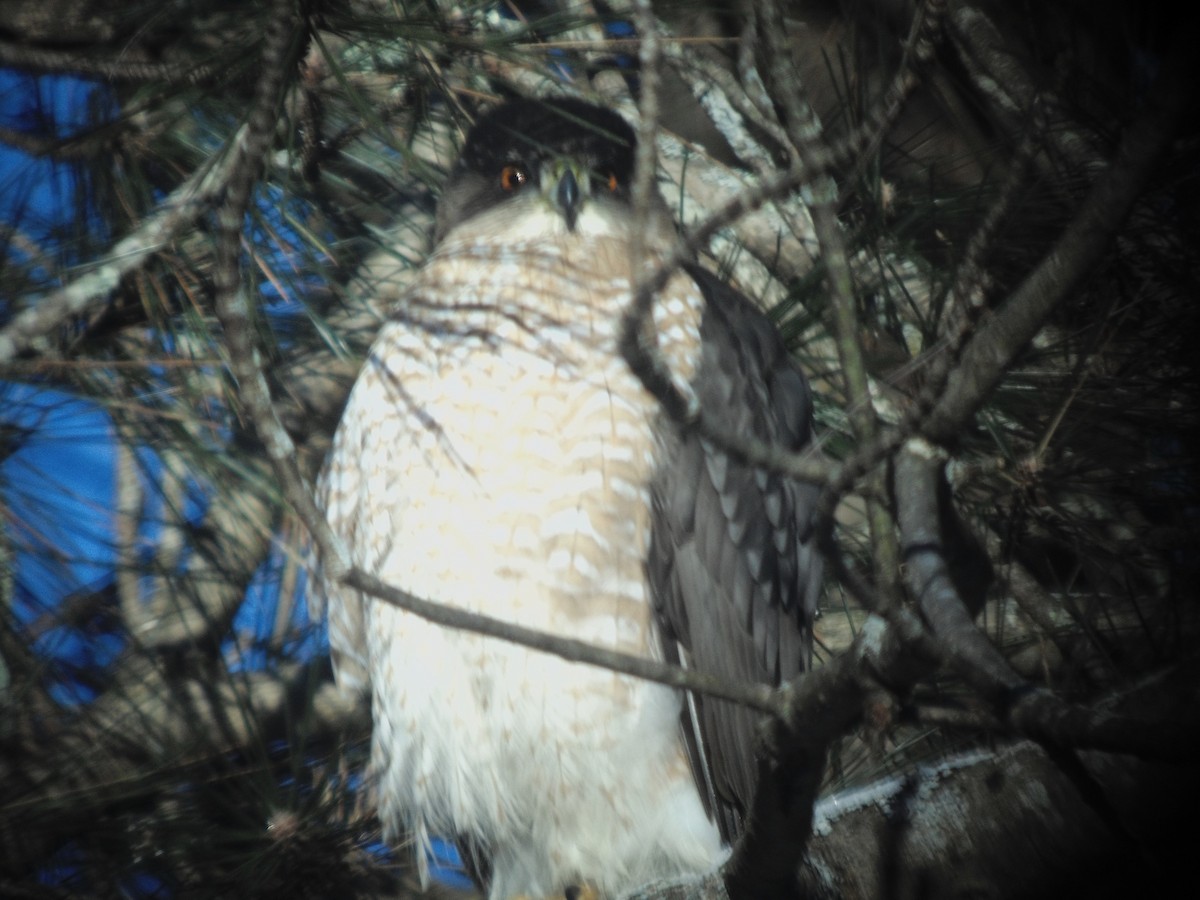 Cooper's Hawk - ML615038204