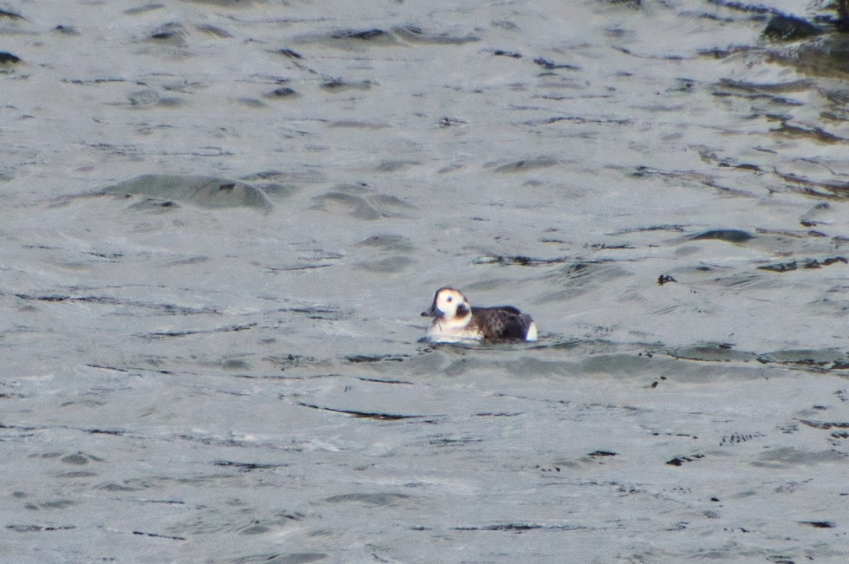 Long-tailed Duck - ML615038212