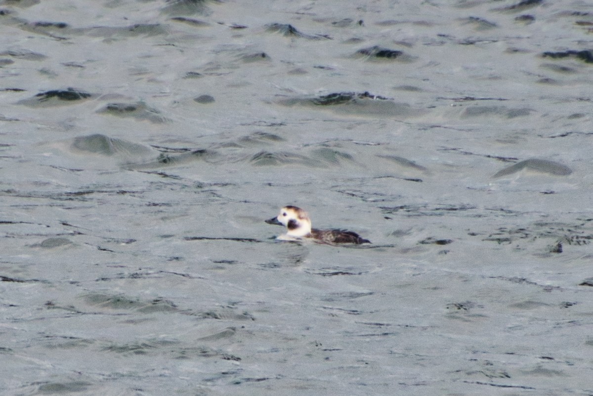 Long-tailed Duck - ML615038213
