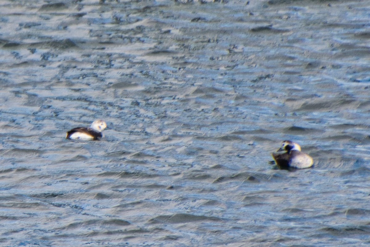 Long-tailed Duck - ML615038215