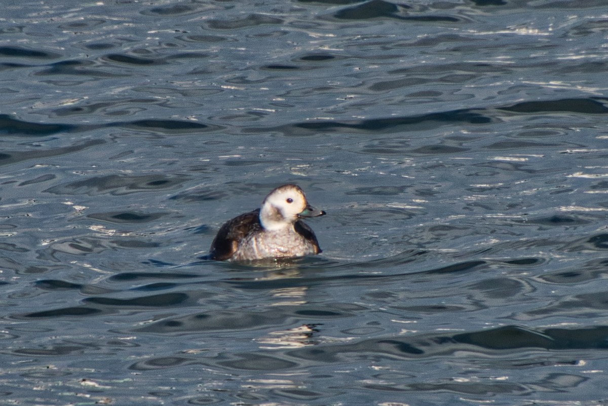 Long-tailed Duck - ML615038227