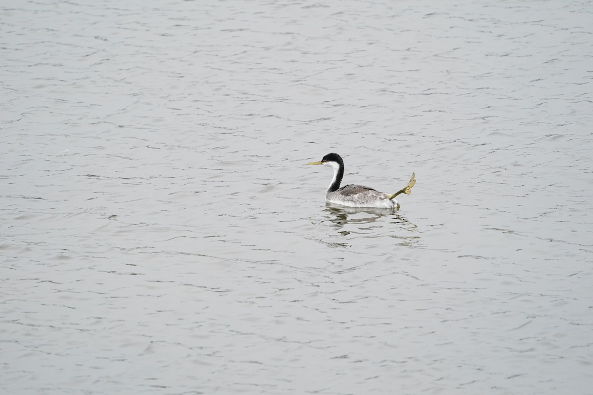 Western Grebe - ML615038267