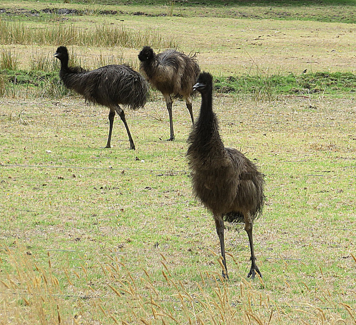 Emu - Taffy & Marella Denmark