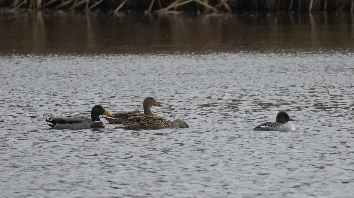 Common Goldeneye - ML615038281