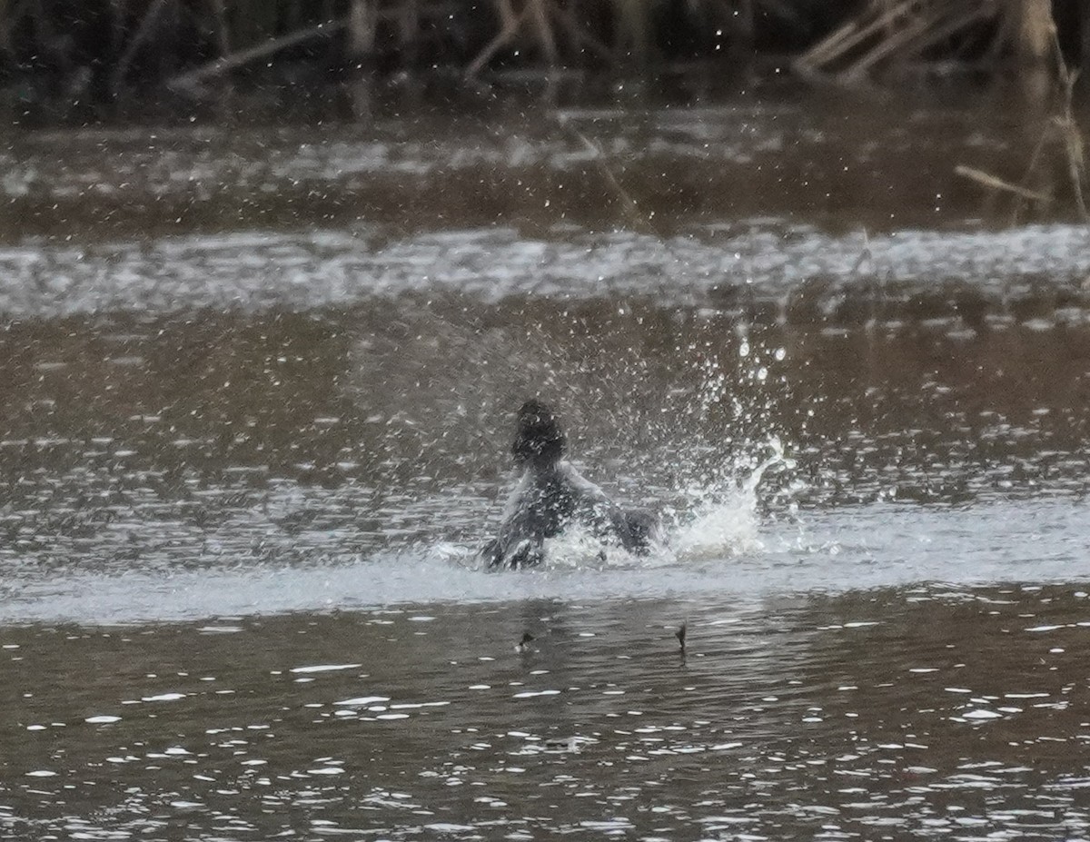 Common Goldeneye - ML615038283