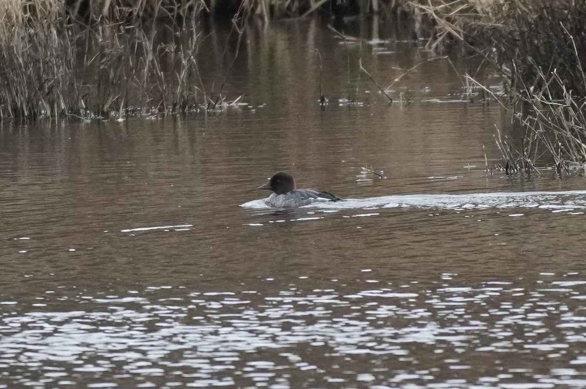 Common Goldeneye - ML615038287