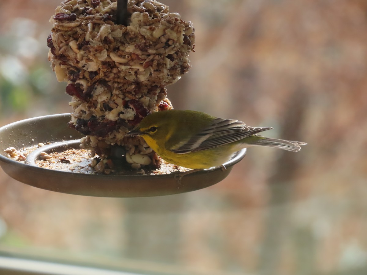 Pine Warbler - ML615038295