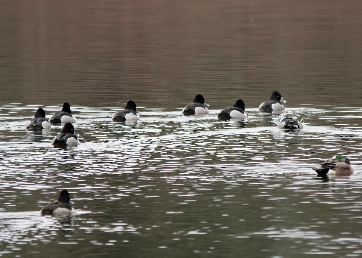 Ring-necked Duck - Nick Balachanoff