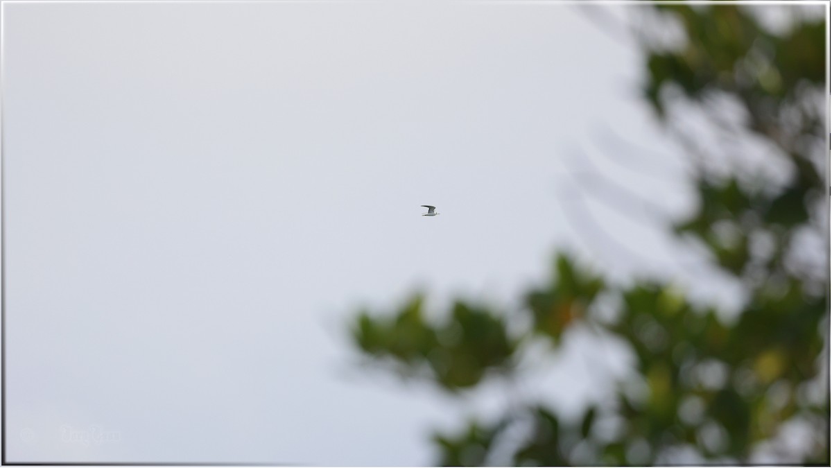 Gull-billed Tern - ML615038380