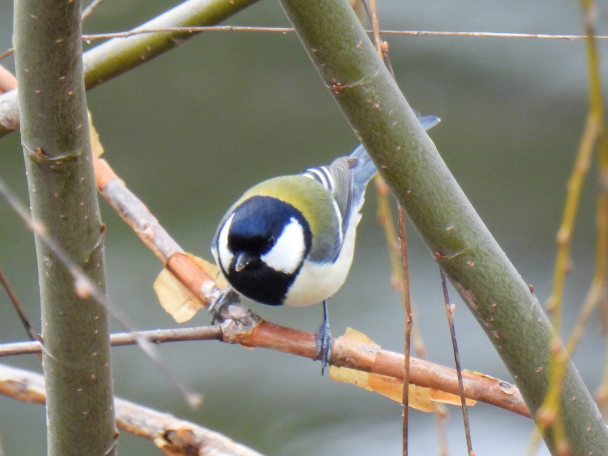 Asian Tit (Japanese) - ML615038396