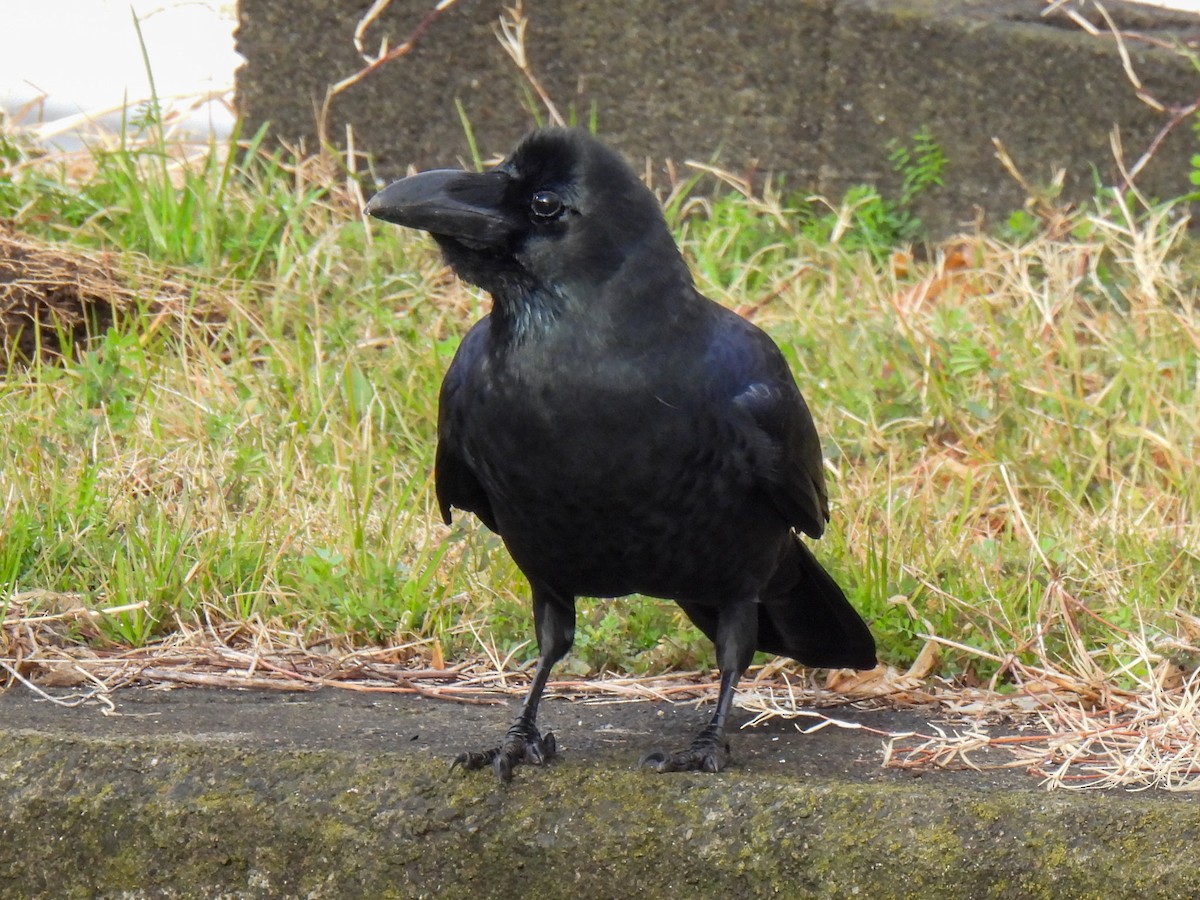 Large-billed Crow - ML615038403