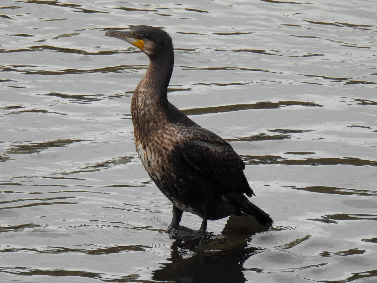 Great Cormorant - ML615038404