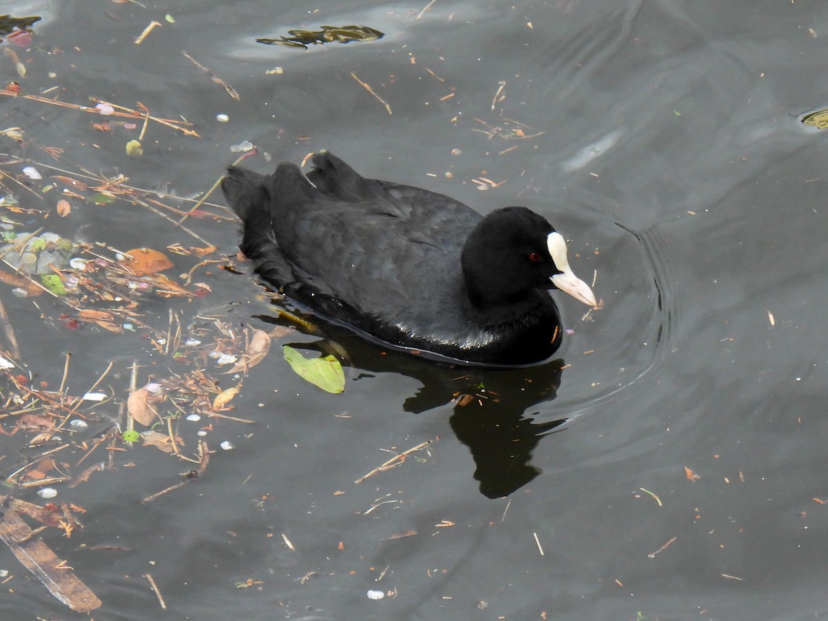Eurasian Coot - ML615038413