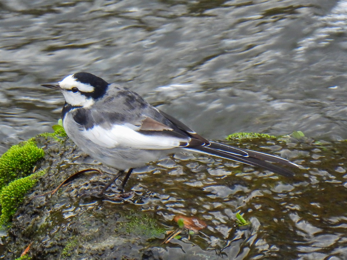 White Wagtail - ML615038426