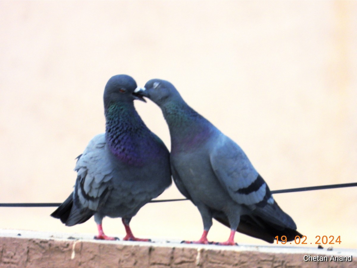 Rock Pigeon (Feral Pigeon) - ML615038561