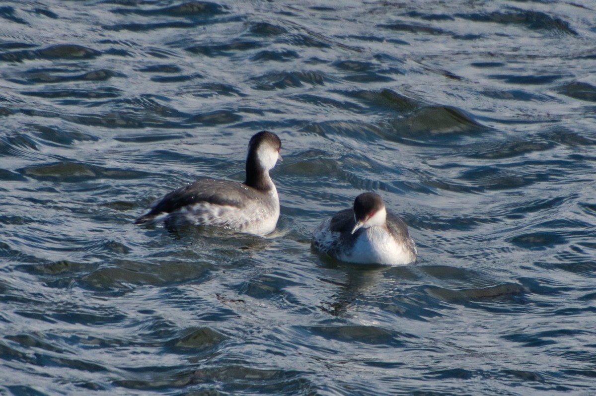 Horned Grebe - ML615038575