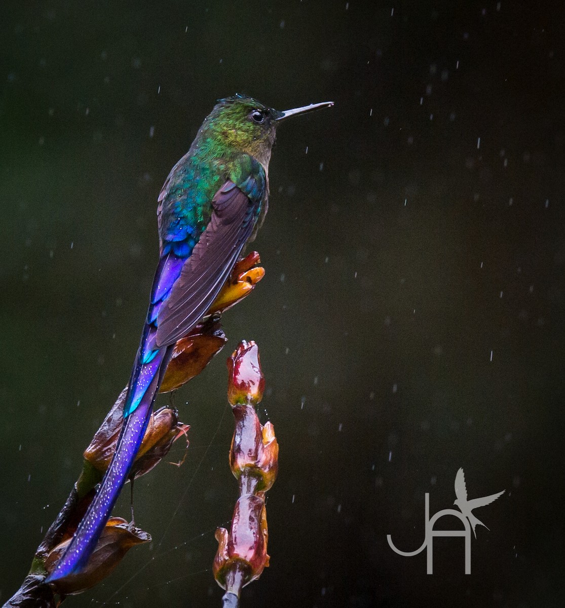 Violet-tailed Sylph - Jennifer Alvarado