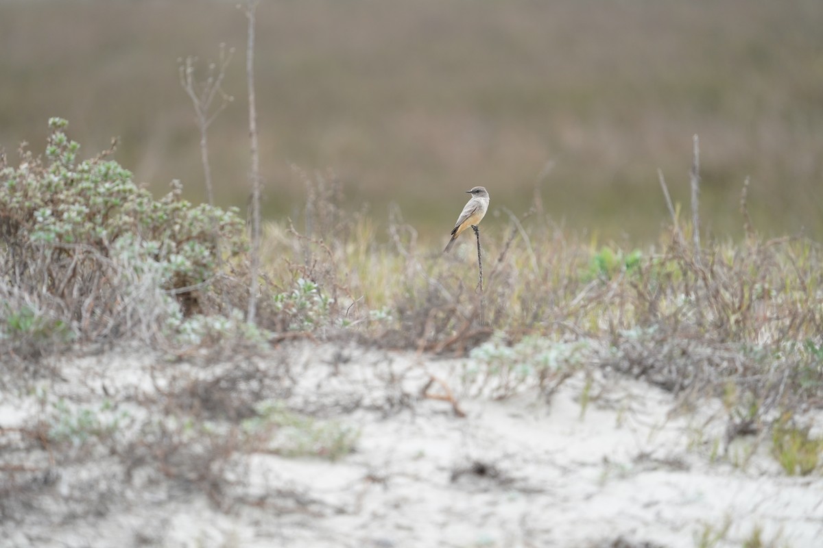 Say's Phoebe - ML615038634