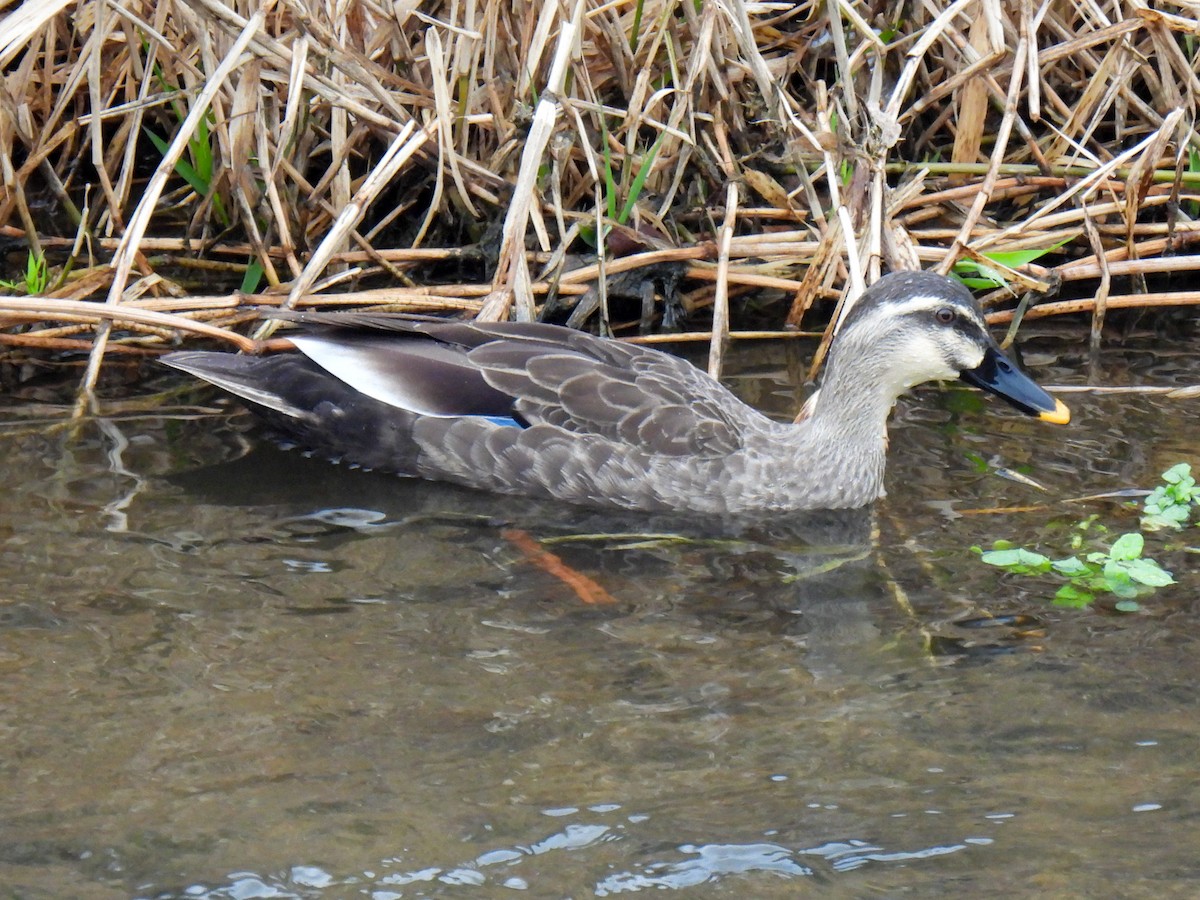 Eastern Spot-billed Duck - ML615038663