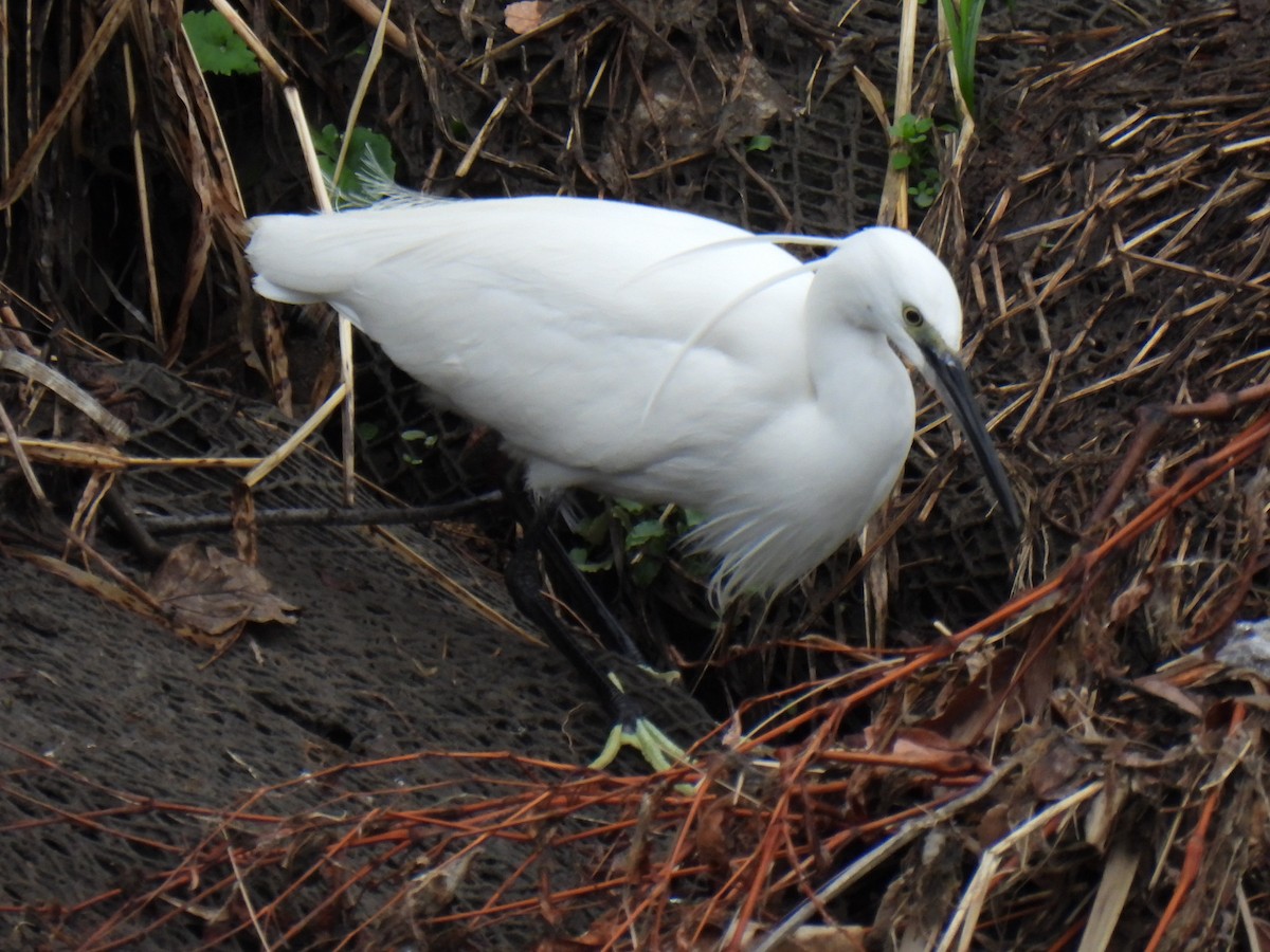 Little Egret - ML615038667
