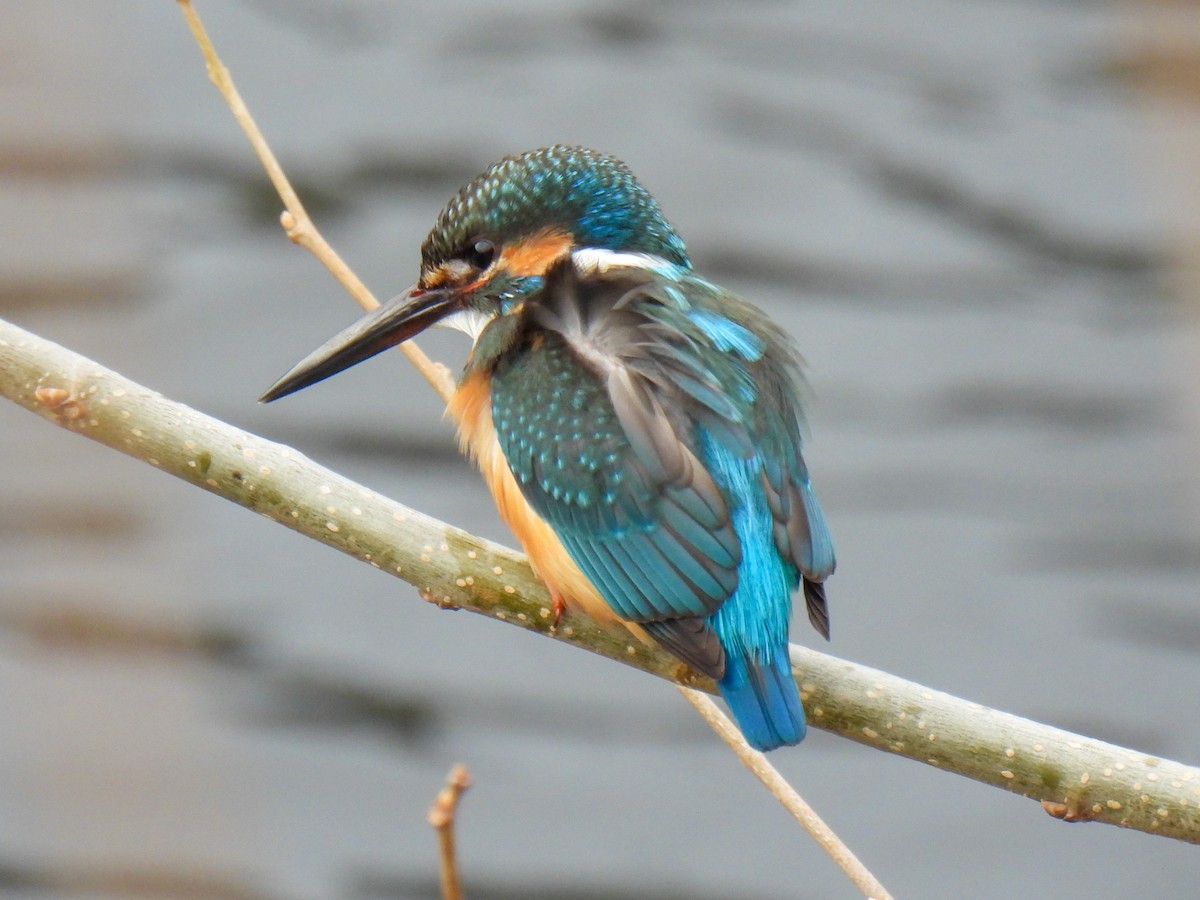 Common Kingfisher - ML615038671